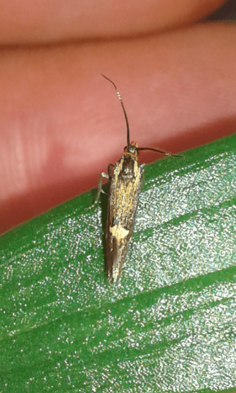 Esperia sulphurella (Oecophoridae)? S